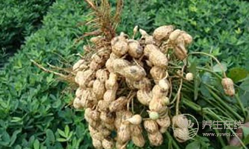 頭發老愛出油?4種食物幫你調理好 頭發老愛出油?4種食物幫你調理好