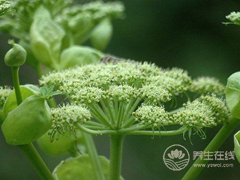 秦始皇求的長生不老藥，據說就是它