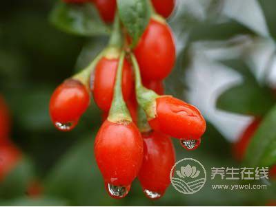 這種食物不但護眼，還可養(yǎng)肝腎、防貧血