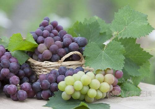 葡萄有個外號“水晶明珠”，常吃有3大好處