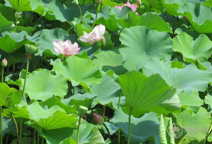 <a href=http://www.gyfww.com/jkys/ target=_blank class=infotextkey>養(yǎng)生</a>食譜蓮藕 養(yǎng)生食譜蓮藕