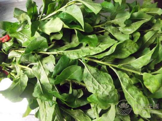 4月份，養(yǎng)肝補血應該多吃3種野菜