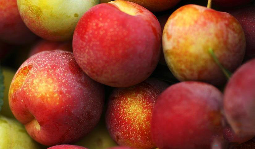 雞肉不能和什么一起吃雞肉的食用禁忌有哪些