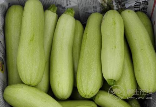 經常吃西葫蘆，有這些好處