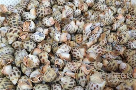 怎么做花螺好吃?花螺的營養(yǎng)價值及好處