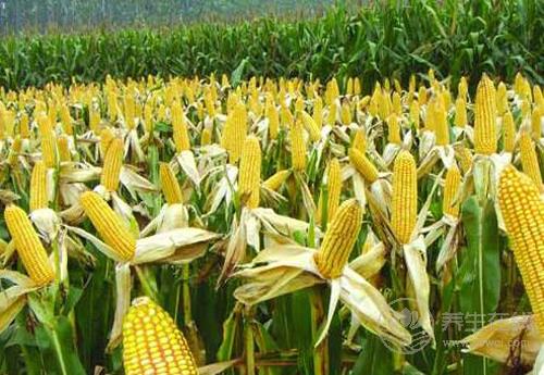 常吃玉米有4大好處,它的須別扔!也很養(yǎng)生 常吃玉米有4大好處,它的須別扔!也很養(yǎng)生