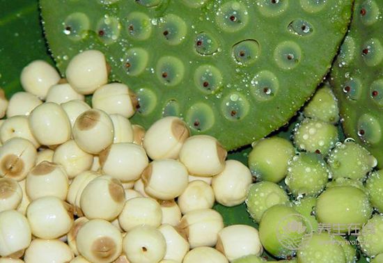 食療養生：食物調理脾胃小幫手