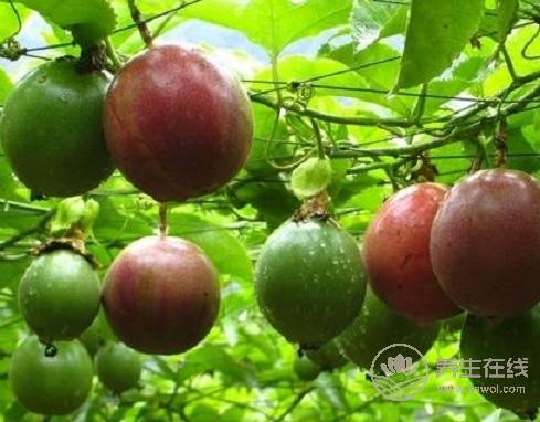 百香果一天吃幾個最好，吃多了百香果會怎樣？