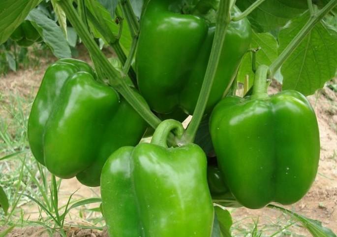 5種食物是血管清道夫，多吃保護(hù)血管