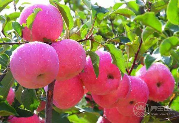 沒想到吃蘋果有這么多禁忌！你吃對了嗎？