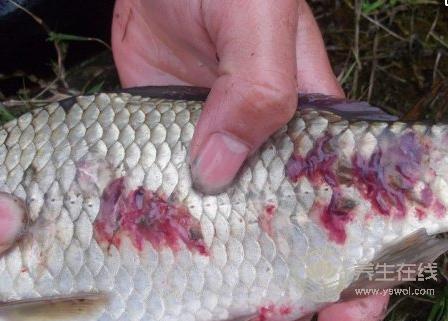 遠(yuǎn)離寄生蟲(chóng)，這些食物要少吃