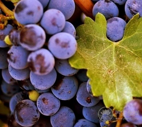 吃果學(xué)會“看時間”，能提高營養(yǎng)吸收，效果翻倍