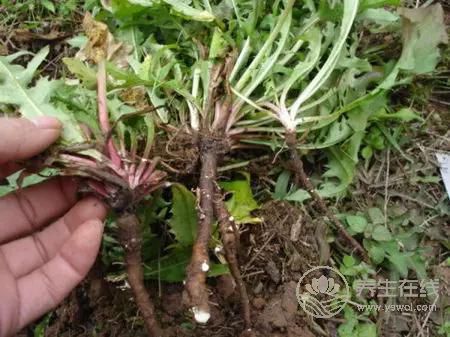 蒲公英的作用——用途最廣的排毒草