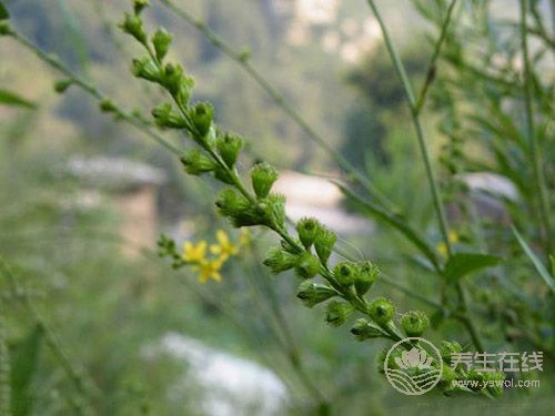 癌癥治療后,5種食物多吃可防復(fù)發(fā) 癌癥治療后,5種食物多吃可防復(fù)發(fā)