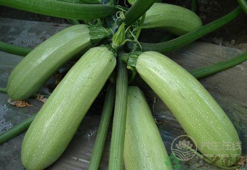 經常吃西葫蘆，有這些好處