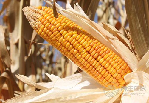 常吃玉米有4大好處,它的須別扔!也很<a href=http://www.gyfww.com/jkys/ target=_blank class=infotextkey>養(yǎng)生</a> 常吃玉米有4大好處,它的須別扔!也很養(yǎng)生