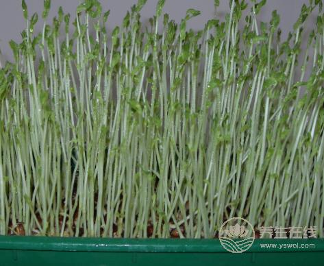 遠(yuǎn)離寄生蟲(chóng)，這些食物要少吃