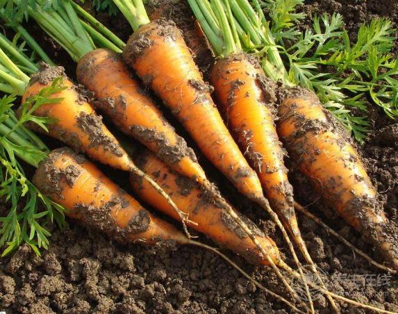 補血養顏就多吃這6種食物