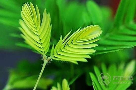 這些花卉有毒，最好不要在家里養