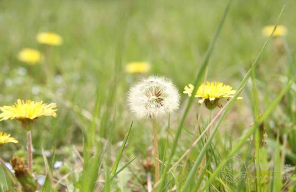 4月份，養(yǎng)肝補血應該多吃3種野菜