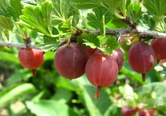 燈籠果怎么吃,燈籠果不能和什么一起吃 燈籠果怎么吃,燈籠果不能和什么一起吃