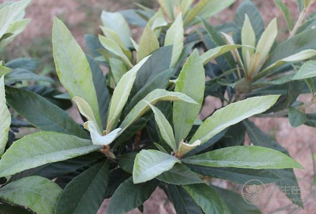 枇杷搭配它們吃,止咳、化痰效果更佳 枇杷搭配它們吃,止咳、化痰效果更佳