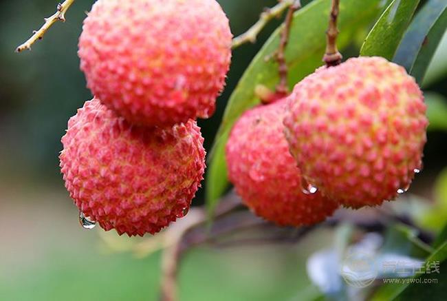 吃這些水果能美白，勝過(guò)很多護(hù)膚品