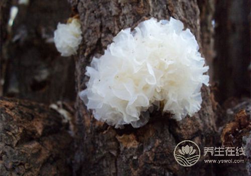 保養有護膚品還不夠！多吃下面幾種食物，比護膚品有用