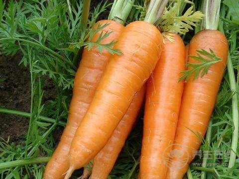 這幾種常見食物，保你口氣清新！日常吃起來