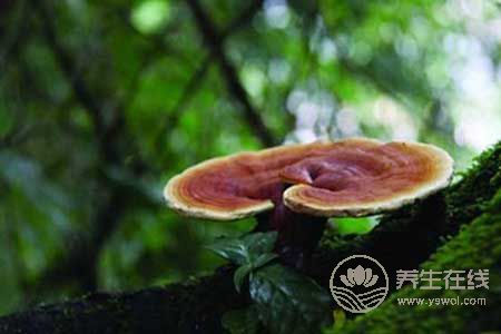 靈芝高血壓者可以吃嗎? 靈芝高血壓者可以吃嗎?