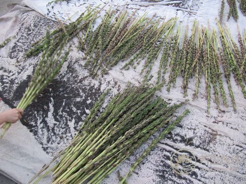 常掉頭發多吃一種黑色食物