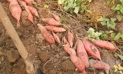 抗癌第一菜是它!人人都見過,但要這么吃才有效 抗癌第一菜是它!人人都見過,但要這么吃才有效