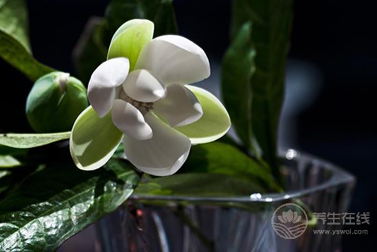 這些花卉有毒，最好不要在家里養