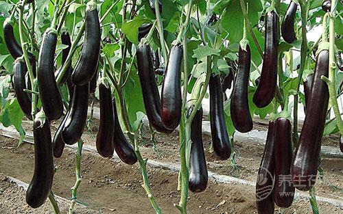 家里常吃的這種蔬菜，改善頭痛、提神有一套