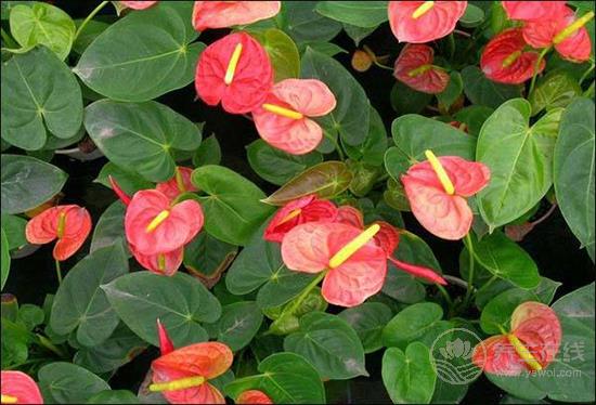 這些花卉有毒，最好不要在家里養