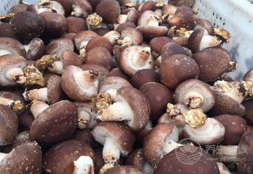 這幾種果蔬,能養肝,可常吃,別忽視了! 這幾種果蔬,能養肝,可常吃,別忽視了!