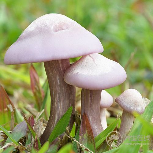 癌癥無(wú)情，平常需多吃4物，杜絕癌癥保健康