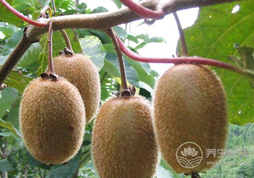 保養有護膚品還不夠！多吃下面幾種食物，比護膚品有用