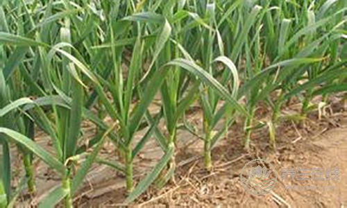 下面幾種食物不要再吃了，貧血的都來(lái)看看