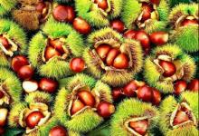 板栗泡酒你喝過嗎？它的功效誰懂？