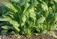 肺癌、胃癌，9種癌癥吃&quot;1&quot;種蔬菜可預防