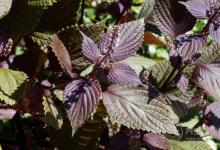 紫蘇葉的養生功效紫蘇的食用禁忌