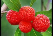 吃楊梅酸倒牙怎么辦？5個小辦法緩解