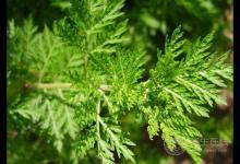 家中常備蜂蜜小秘方，輕輕松松養(yǎng)健康