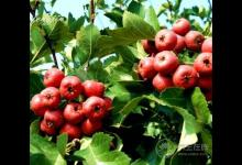 5種解膩食物，降低“三高”，保護血管