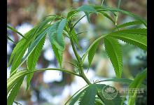 它可潤腸通便、滋陰補虛、降壓降脂，是長壽之寶