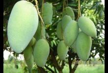 女性多吃這幾種水果，潤(rùn)膚美白，省下化妝品錢