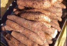 這幾種蔬菜是天然“胃藥”，胃不好可常吃