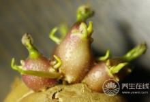 有毒！千萬不要這樣吃的7樣食物