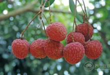 楊桃好吃，但這些人最好別碰